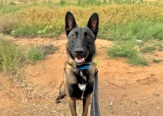Tyson*