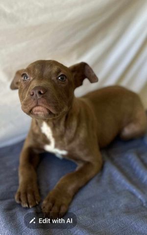 You can fill out an adoption application online on our official websiteMeet Blossom GA the pint-