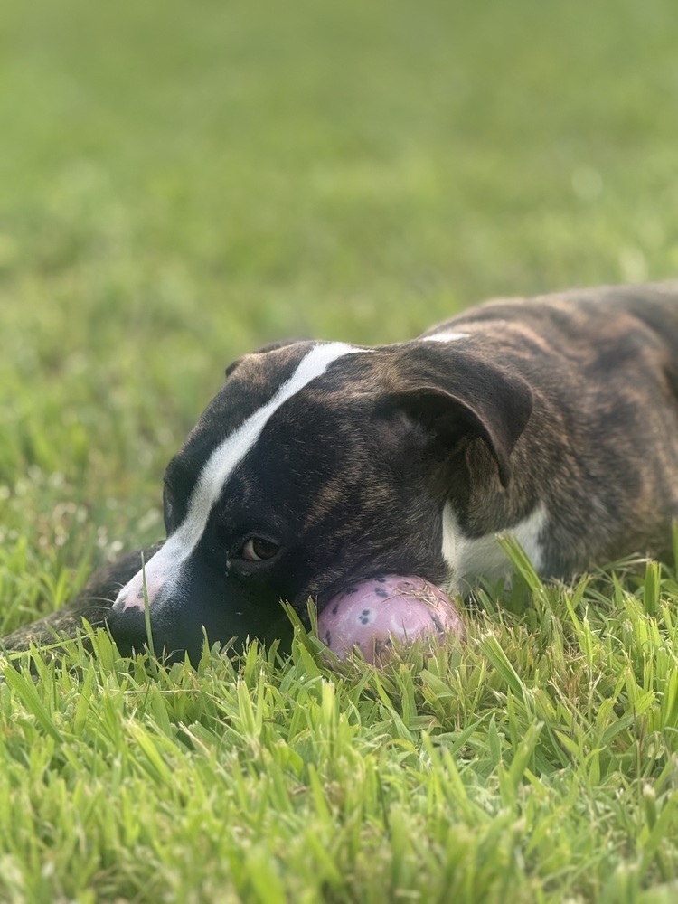 Jax (Jaxy boy)
