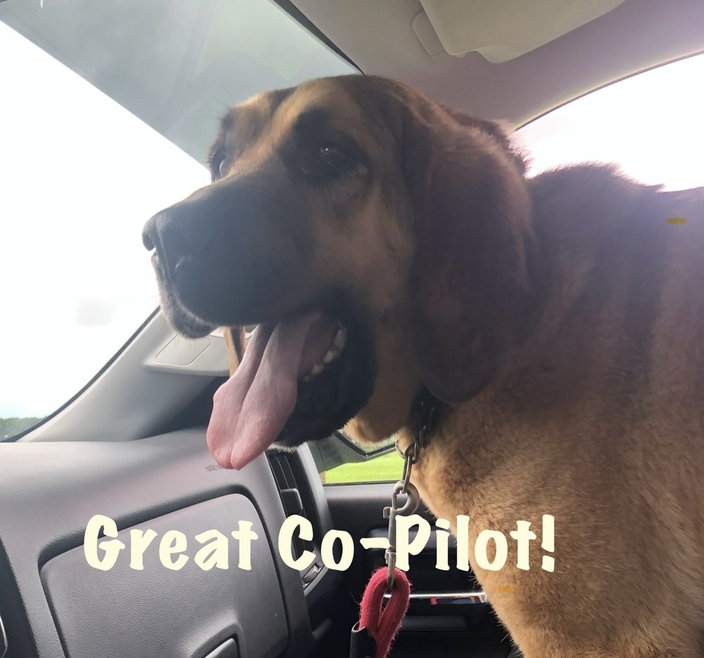 Coco - Your Adventure Buddy Awaits!, an adoptable German Shepherd Dog, Bloodhound in Green Ridge, MO, 65332 | Photo Image 1