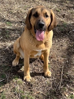 Coco - Your Adventure Buddy Awaits!, an adoptable German Shepherd Dog, Bloodhound in Green Ridge, MO, 65332 | Photo Image 2