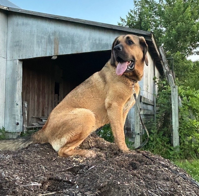 Coco - Your Adventure Buddy Awaits!, an adoptable German Shepherd Dog, Bloodhound in Green Ridge, MO, 65332 | Photo Image 3