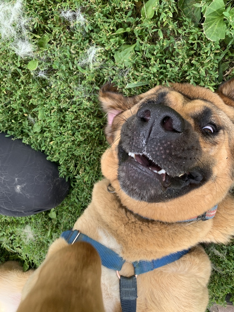 Coco - Your Adventure Buddy Awaits!, an adoptable German Shepherd Dog, Bloodhound in Green Ridge, MO, 65332 | Photo Image 4