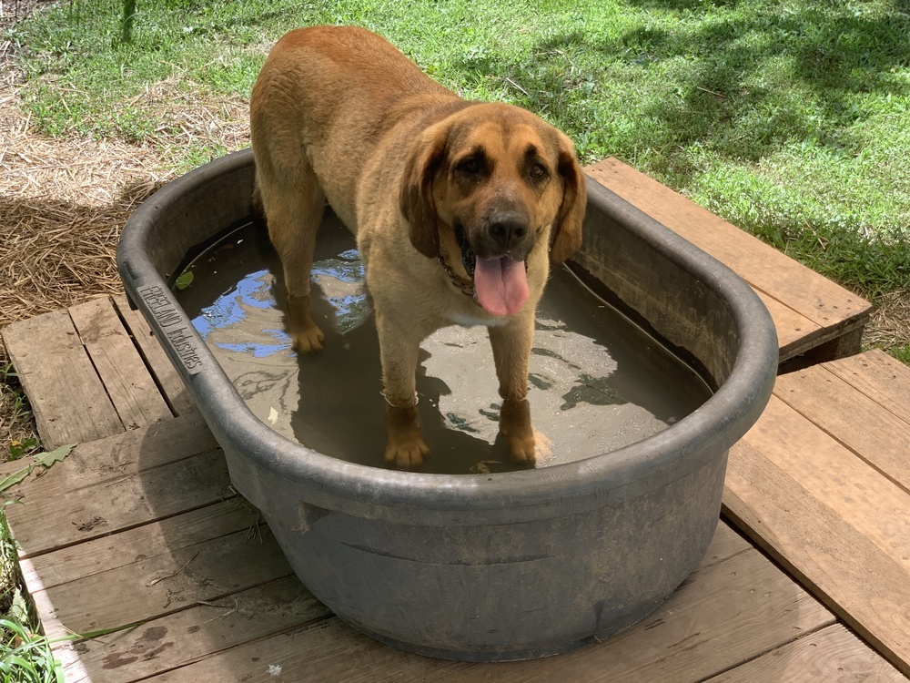 Coco - Your Adventure Buddy Awaits!, an adoptable German Shepherd Dog, Bloodhound in Green Ridge, MO, 65332 | Photo Image 5