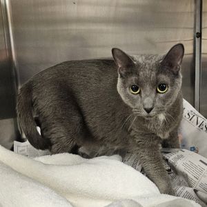 Sapphire, Adult Female Domestic Short Hair