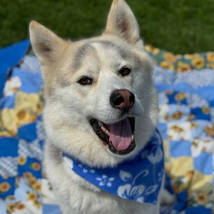 Meet Phillip a stunning brown-eyed beauty with a heart as big as his fluffy coat Phillip is an ene