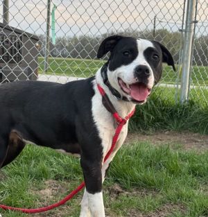 Maeve, Young Female Pit Bull Terrier