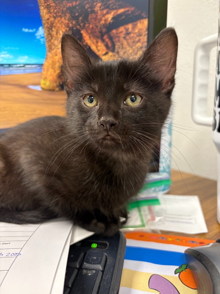 Steel, an adoptable Domestic Short Hair in Minot, ND, 58702 | Photo Image 1