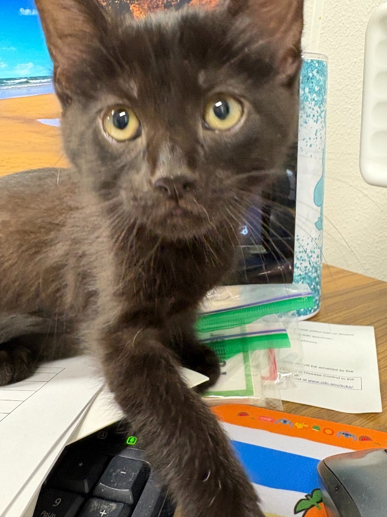 Steel, an adoptable Domestic Short Hair in Minot, ND, 58702 | Photo Image 2