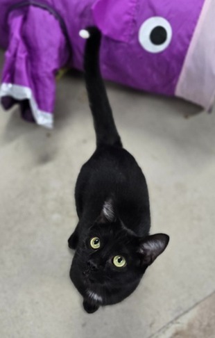 FunDip, an adoptable Domestic Short Hair in Minot, ND, 58702 | Photo Image 1