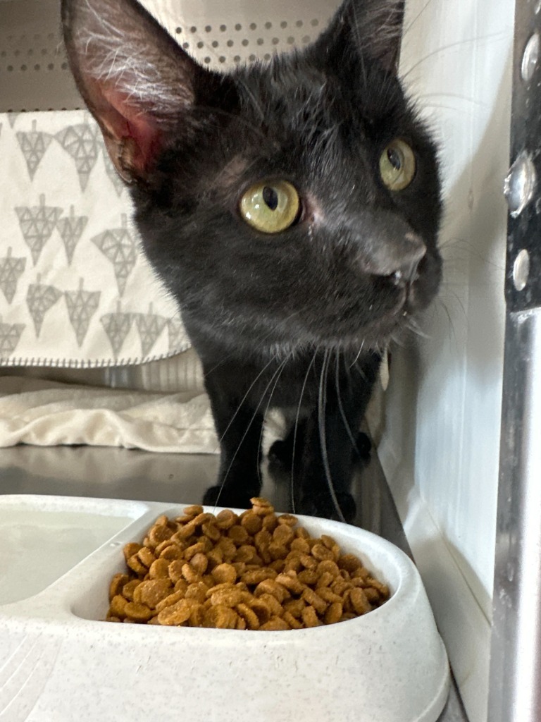 FunDip, an adoptable Domestic Short Hair in Minot, ND, 58702 | Photo Image 2