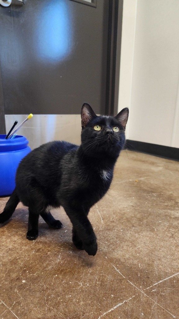 FunDip, an adoptable Domestic Short Hair in Minot, ND, 58702 | Photo Image 3
