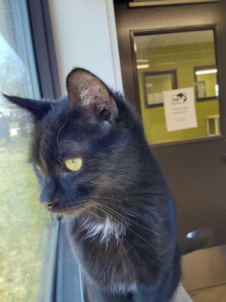 FunDip, an adoptable Domestic Short Hair in Minot, ND, 58702 | Photo Image 4