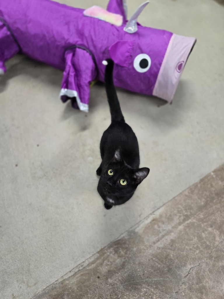 FunDip, an adoptable Domestic Short Hair in Minot, ND, 58702 | Photo Image 4
