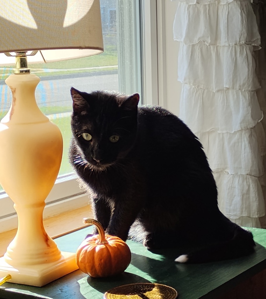 FunDip, an adoptable Domestic Short Hair in Minot, ND, 58702 | Photo Image 6