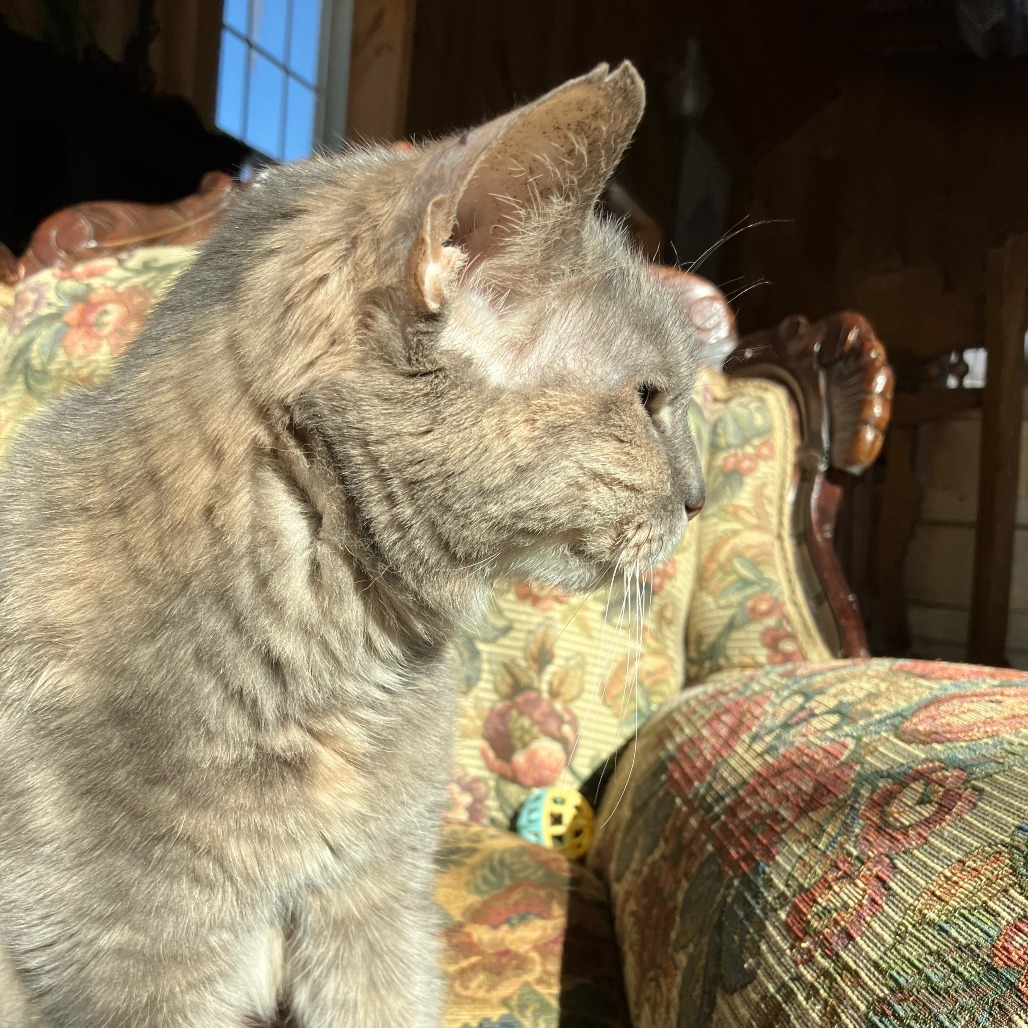 Lolita