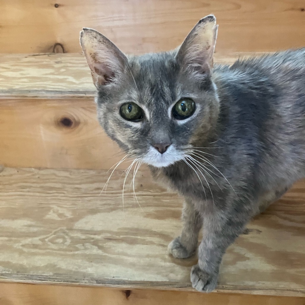 Lolita