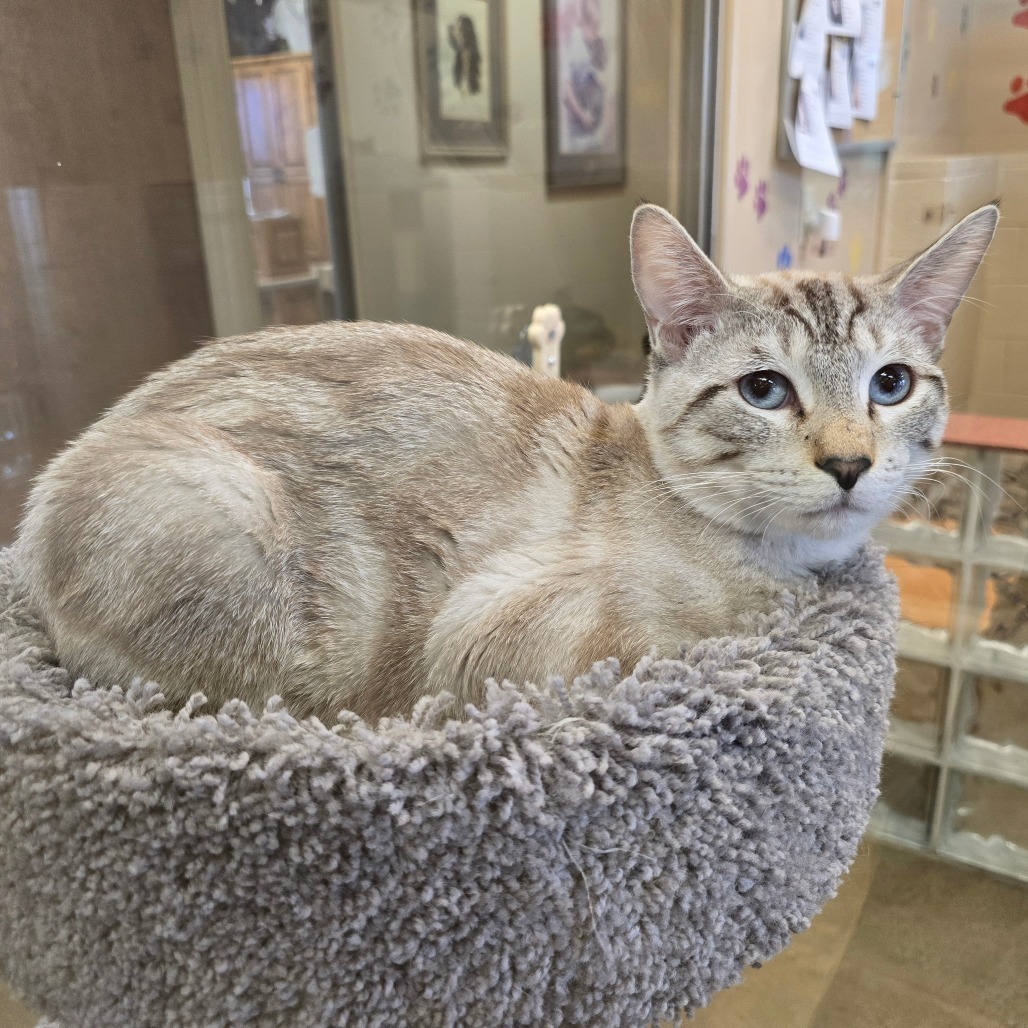 Zane, an adoptable Domestic Short Hair in Wickenburg, AZ, 85390 | Photo Image 1