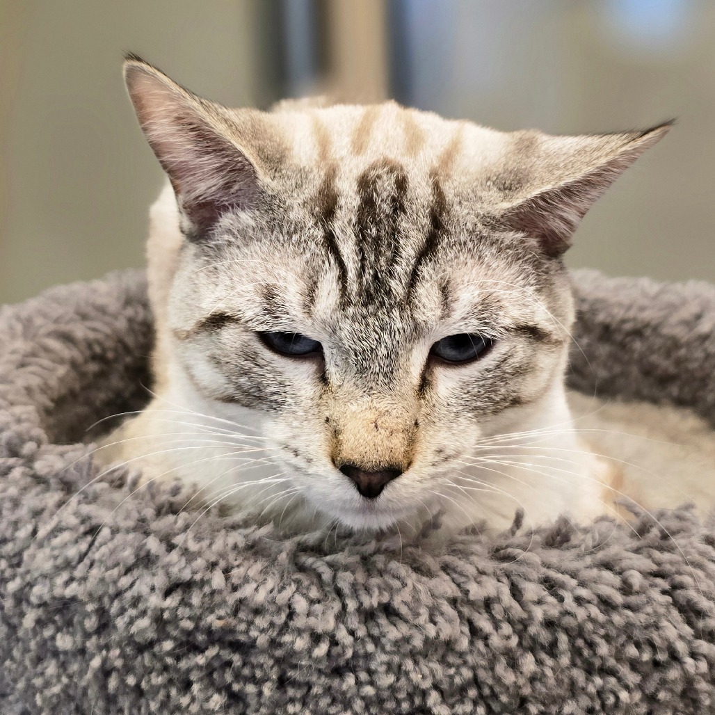 Zane, an adoptable Domestic Short Hair in Wickenburg, AZ, 85390 | Photo Image 4