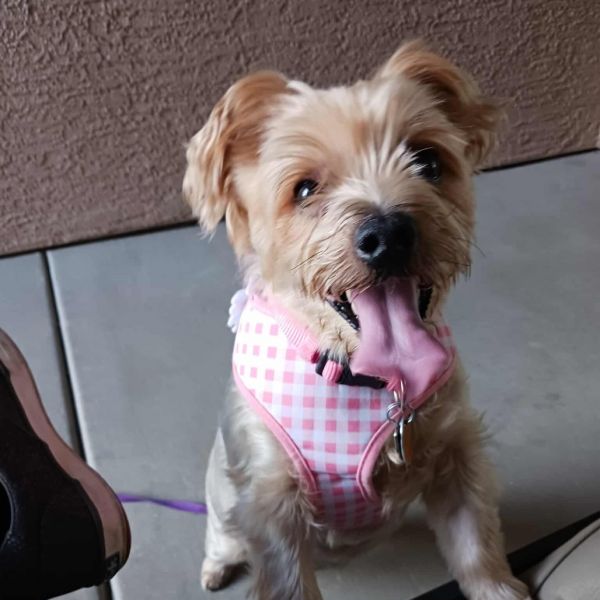 Coco Yorkie Os Nv photo 1