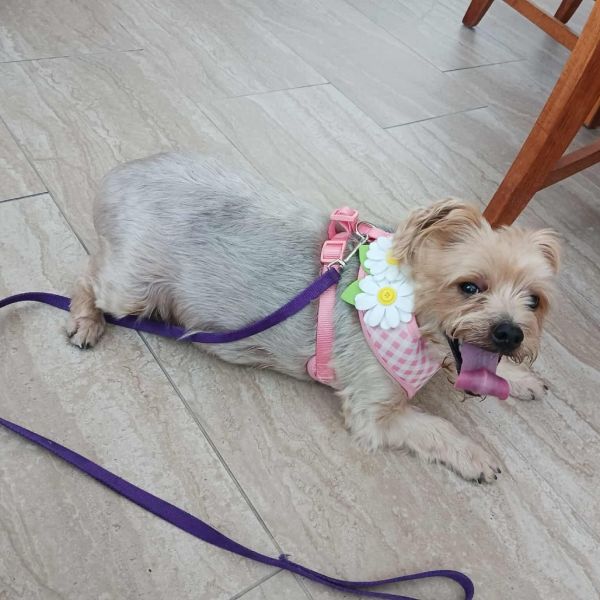 Coco Yorkie Os Nv thumbnail 3