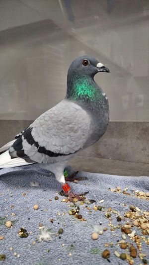 Please apply to adopt httpwwwpigeonrescueorgbirdsapply-to-foster-or-adopt