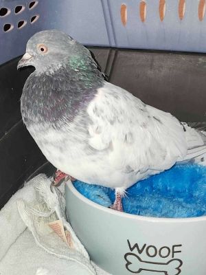 Please apply to adopt httpwwwpigeonrescueorgbirdsapply-to-foster-or-adopt
