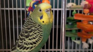 Cher and Dionne, Young Female Parakeet (Other)