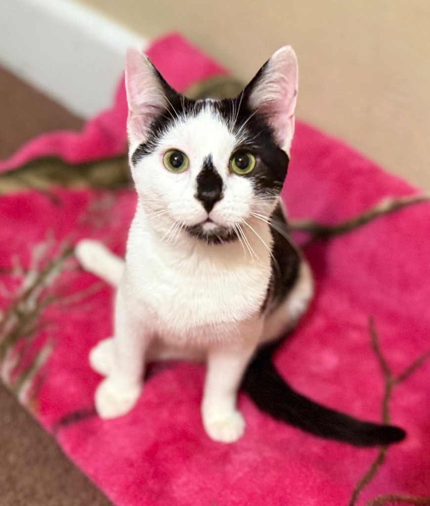 Pippin (aka Pip)