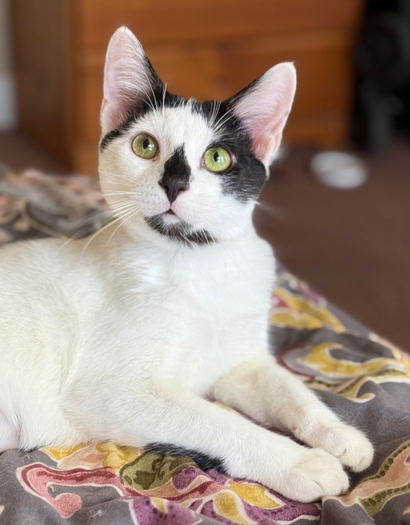 Pippin (aka Pip)