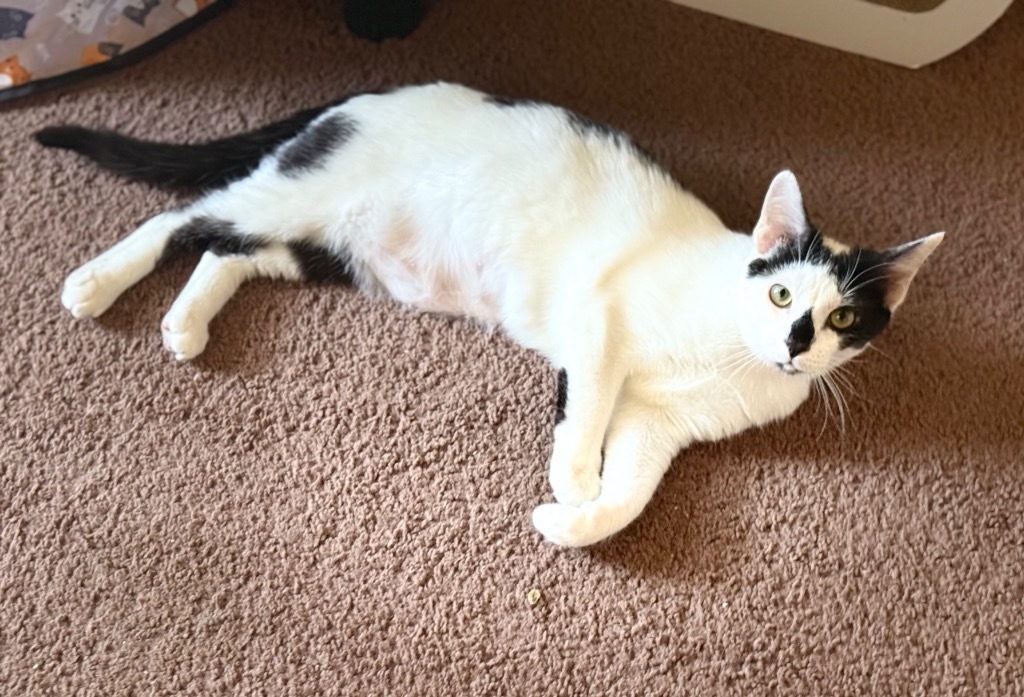 Pippin (aka Pip)