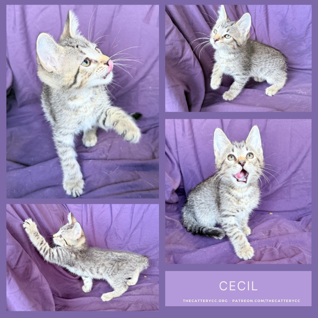 Cecil