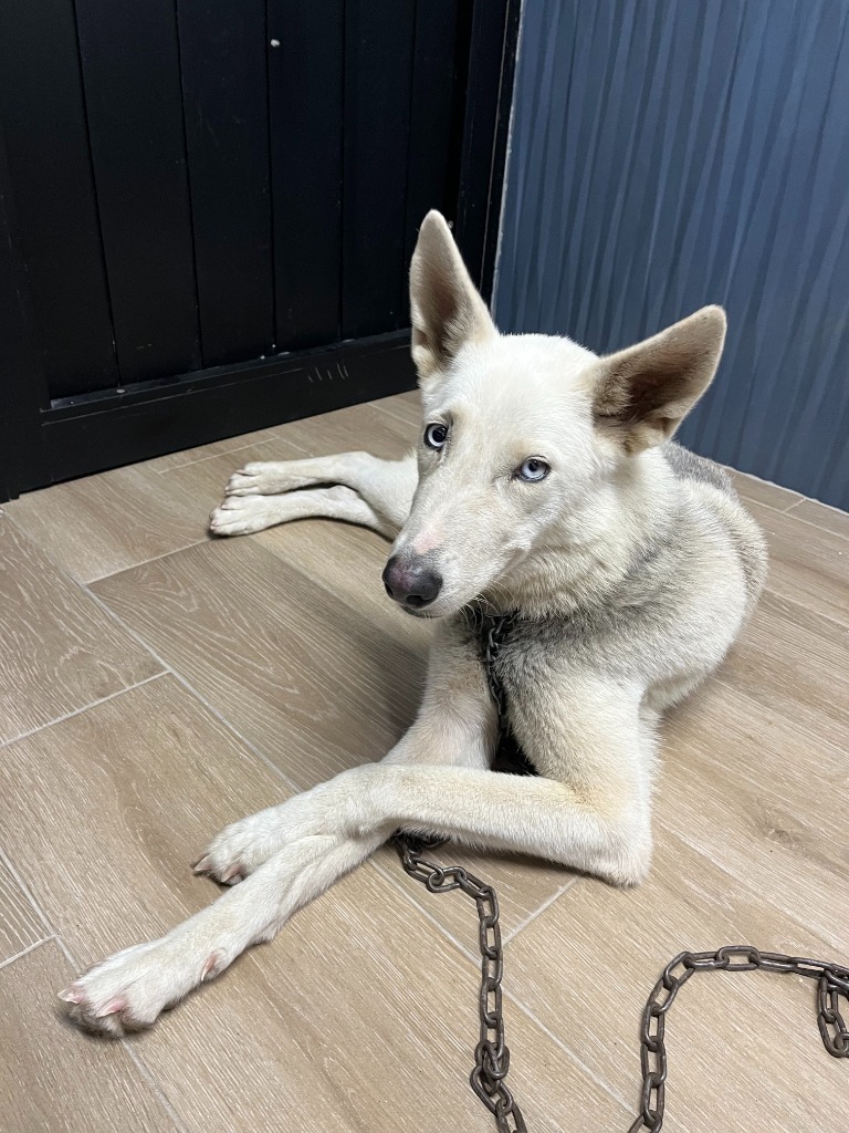 Skye, an adoptable Husky in San Juan de Abajo, NAY, 63732 | Photo Image 1