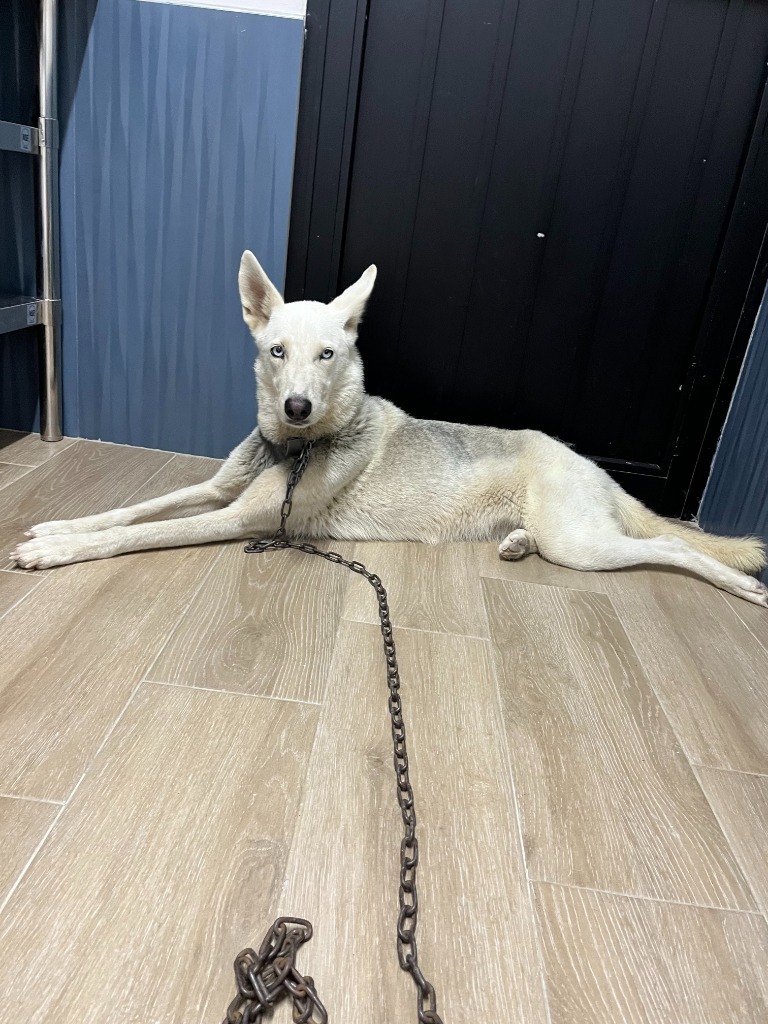 Skye, an adoptable Husky in San Juan de Abajo, NAY, 63732 | Photo Image 2