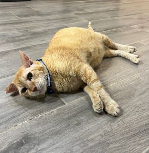 Domingo, Senior Male Domestic Short Hair