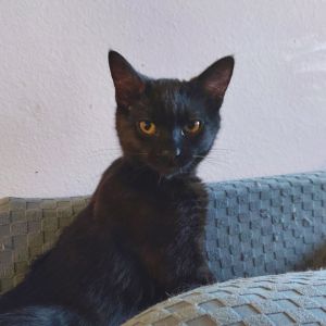For a black cat Stanley is very lucky One day in January a man sees a jacket moving in the