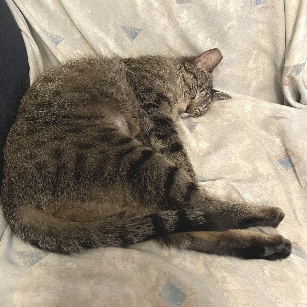 Neko