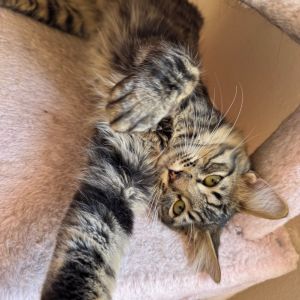 Bio Ziggy is the total package-sweet playful and ridiculously cute Rescued at just 4 weeks old f