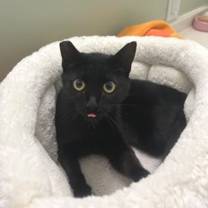 This gorgeous girl has certainly lived a scary life in her few short months She