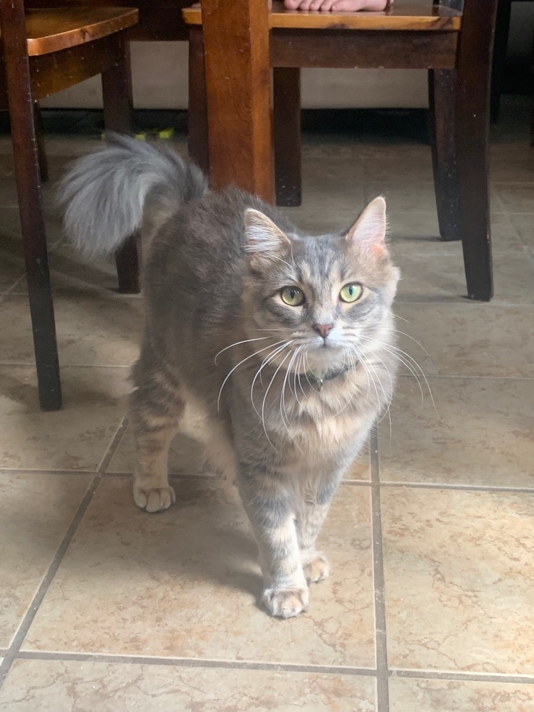 Tiara