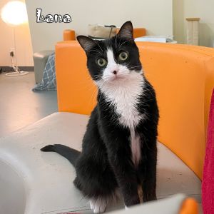 Lana @PAWZ pet cafe, Adult Female Domestic Medium Hair