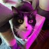 Lana @PAWZ pet cafe photo 3