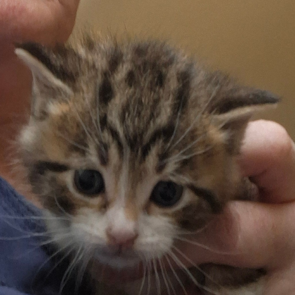 Kit Kat