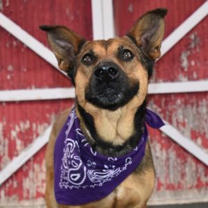 Strudel, Adult Female Mixed Breed