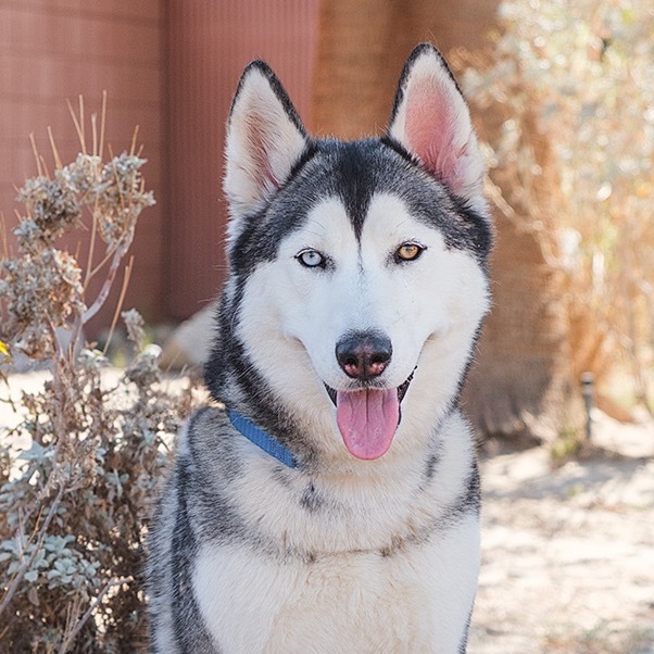 Maya