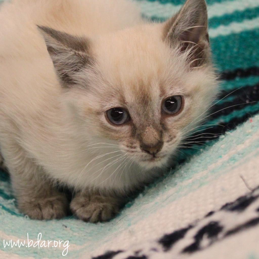 Gracie