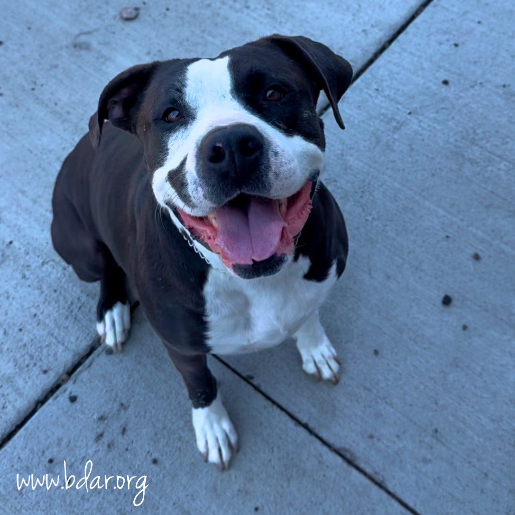 Mindy, an adoptable Pit Bull Terrier, Mixed Breed in Cheyenne, WY, 82009 | Photo Image 1