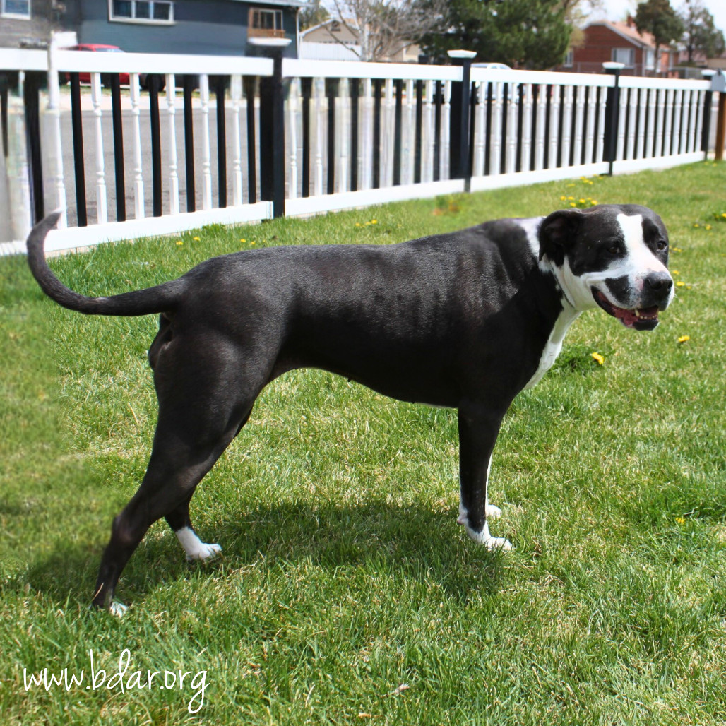 Mindy, an adoptable Pit Bull Terrier, Mixed Breed in Cheyenne, WY, 82009 | Photo Image 2