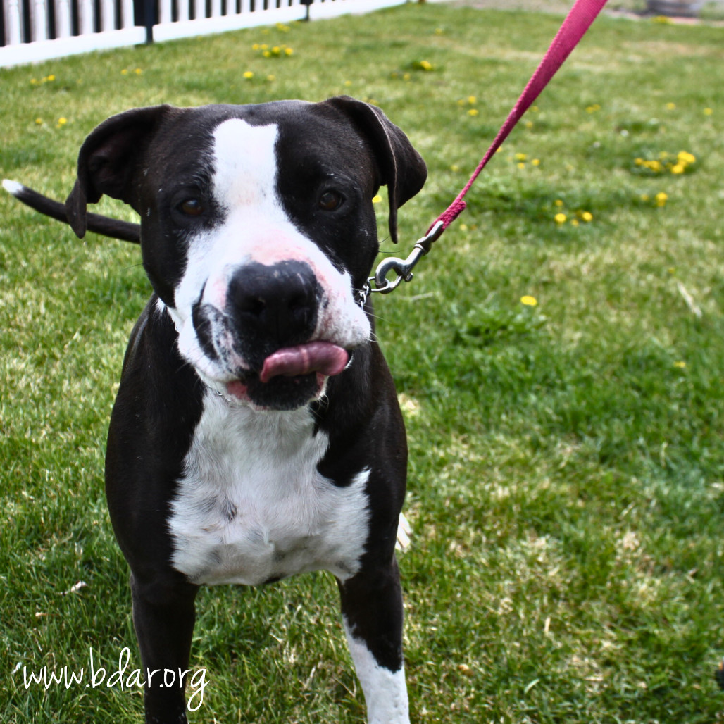 Mindy, an adoptable Pit Bull Terrier, Mixed Breed in Cheyenne, WY, 82009 | Photo Image 3