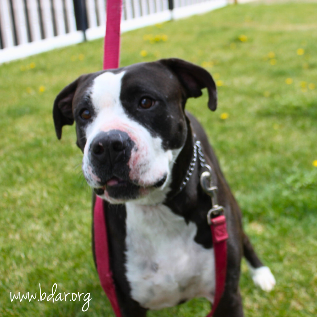 Mindy, an adoptable Pit Bull Terrier, Mixed Breed in Cheyenne, WY, 82009 | Photo Image 4